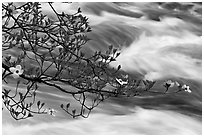 Dogwood branch and Merced River rapids. Yosemite National Park, California, USA. (black and white)