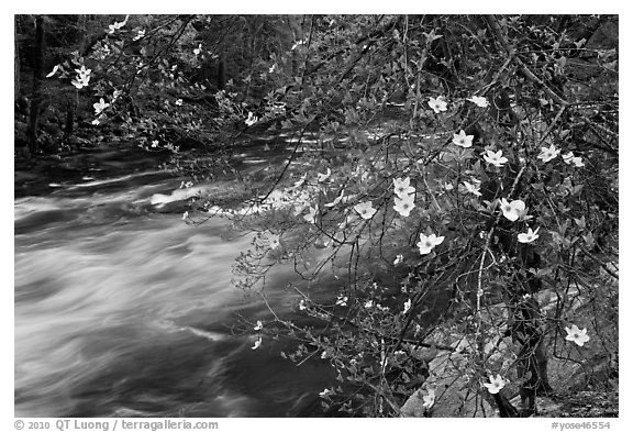 Dogwood in bloom on banks of Merced River. Yosemite National Park (black and white)