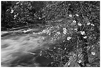 Dogwood in bloom on banks of Merced River. Yosemite National Park, California, USA. (black and white)