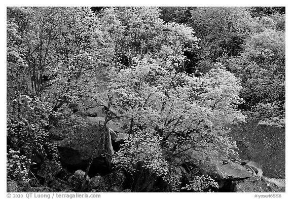 Newly leafed trees and boulders. Yosemite National Park (black and white)