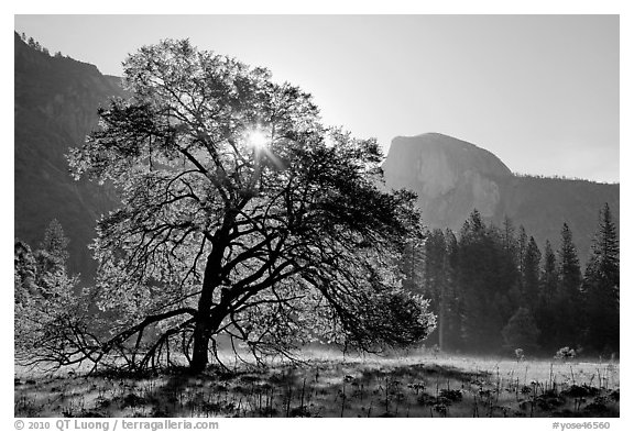 Sun through Elm Tree in the spring. Yosemite National Park (black and white)