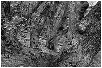 Oak trees on forested slopes. Yosemite National Park, California, USA. (black and white)