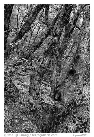 Gnarled Oak tree branches. Yosemite National Park (black and white)