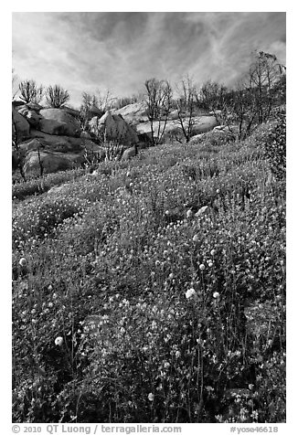 Wildflowers in burned area. Yosemite National Park (black and white)