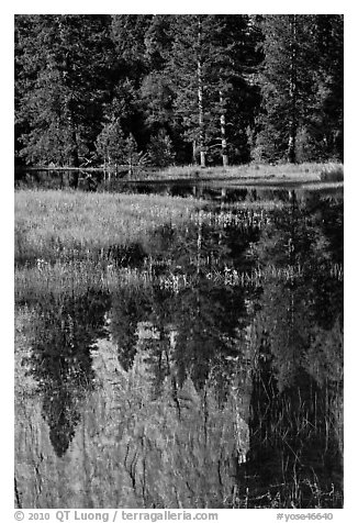 Cathedral Rocks reflected in seasonal pond. Yosemite National Park (black and white)