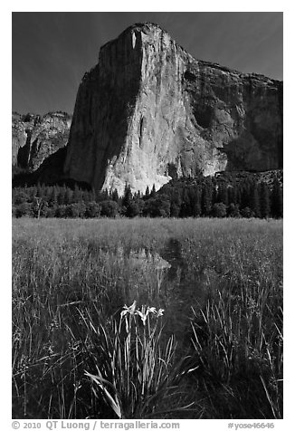 Irises, flooded meadow, and El Capitan. Yosemite National Park (black and white)