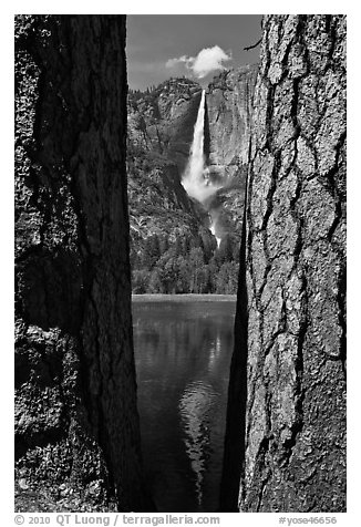 Ponderosa Pine Trees framing Yosemite Falls. Yosemite National Park (black and white)