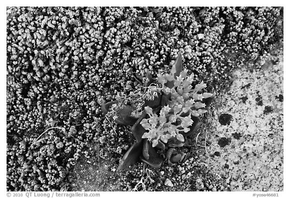 Close-up of wildflower. Yosemite National Park (black and white)