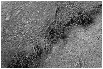 Flowers growing in rock crack. Yosemite National Park ( black and white)