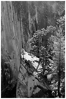 Pine trees on the Diving Board. Yosemite National Park, California, USA. (black and white)