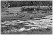 Deer in meadow next to river, Lyell Canyon. Yosemite National Park, California, USA. (black and white)