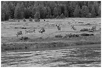 Herd of deer in meadow, Lyell Fork of the Tuolumne River. Yosemite National Park, California, USA. (black and white)