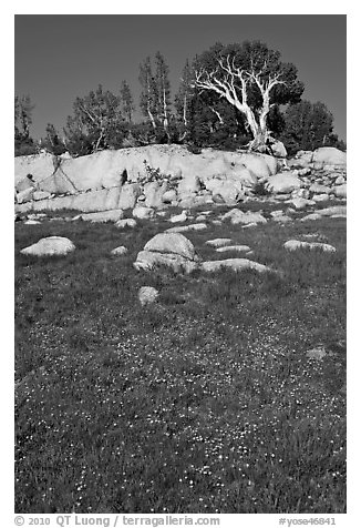 Trees above meadow in bloom. Yosemite National Park (black and white)