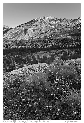 Wildflowers above Fletcher Creek Valley. Yosemite National Park (black and white)