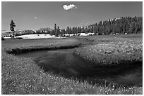Wildflowers and stream in alpine meadow near Lower Cathedral Lake. Yosemite National Park, California, USA. (black and white)
