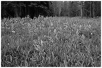 Flowers and forest edge, Summit Meadows. Yosemite National Park, California, USA. (black and white)