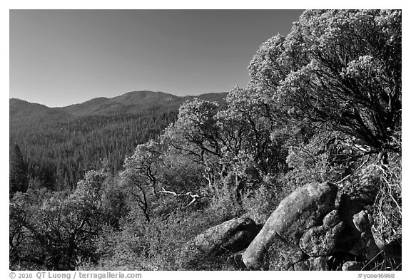 Manzanita tree on outcrop and forested hills, Wawona. Yosemite National Park, California, USA.