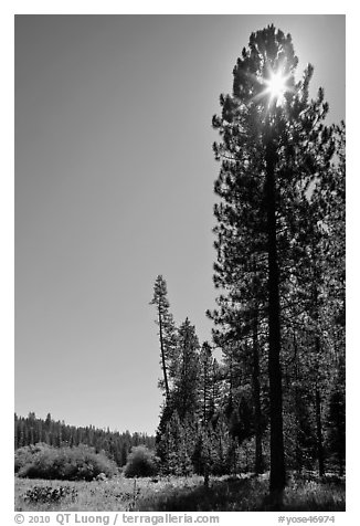 Sun through pine tree on edge of Wawona meadow. Yosemite National Park, California, USA.