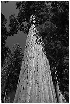 Looking up from base of Giant Sequoia tree, Mariposa Grove. Yosemite National Park, California, USA. (black and white)