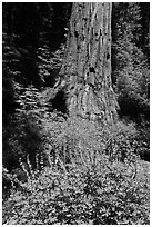Lupine at the base of Giant Sequoia tree, Mariposa Grove. Yosemite National Park, California, USA. (black and white)