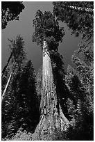 Giant Sequoia trees in summer, Mariposa Grove. Yosemite National Park, California, USA. (black and white)