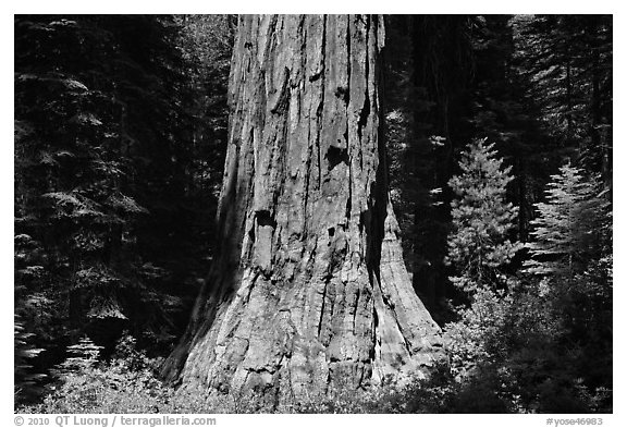 Base of Giant Sequoia tree (Sequoiadendron giganteum) Mariposa Grove. Yosemite National Park (black and white)