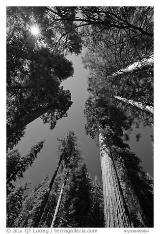 Looking up Giant Sequoia forest. Yosemite National Park, California, USA.