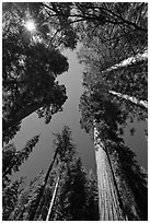 Looking up Giant Sequoia forest. Yosemite National Park, California, USA. (black and white)