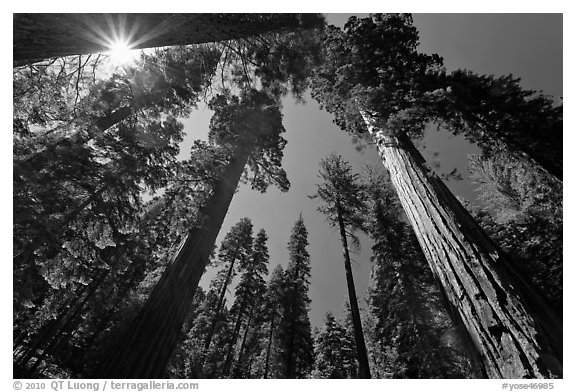 Sun and forest of Giant Sequoia trees. Yosemite National Park, California, USA.