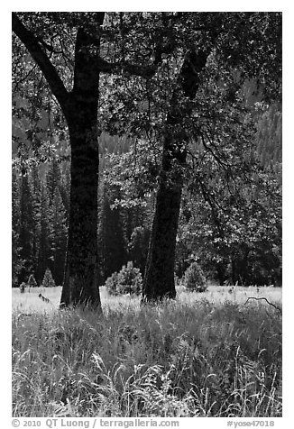 Black Oaks, El Capitan Meadow, summer. Yosemite National Park (black and white)