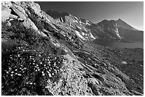 Wildflowers on slope, Upper McCabe Lake and Sheep Peak. Yosemite National Park, California, USA. (black and white)