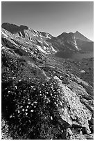 Wildflowers on slope, Sheep Peak and Upper McCabe Lake. Yosemite National Park, California, USA. (black and white)