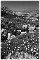 Wildflowers at McCabe Pass. Yosemite National Park, California, USA. (black and white)