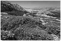 Summer alpine Wildflowers, McCabe Pass. Yosemite National Park, California, USA. (black and white)