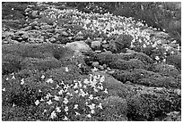 Alpine flowers and stream. Yosemite National Park, California, USA. (black and white)