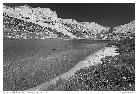 Sierra lakeshore with flowers and reflected mountain. Yosemite National Park (black and white)