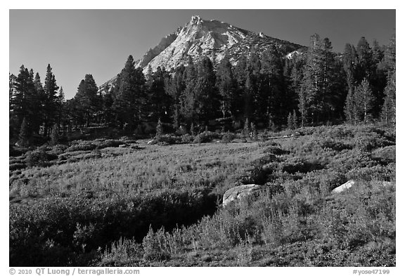 Sub-alpine scenery with flowers, stream, forest, and peak. Yosemite National Park (black and white)