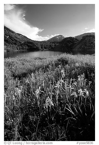 Wildflowers near Ellery Lake. Yosemite National Park, California, USA.