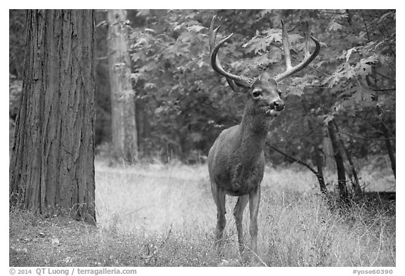 Deer with antlers. Yosemite National Park (black and white)