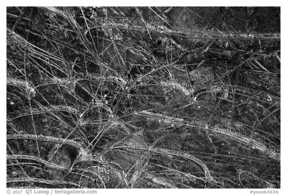Close-up of ice and pine needles. Yosemite National Park (black and white)