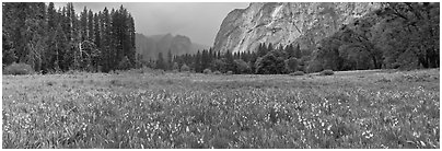 Cook Meadow, spring storm, looking towards Catheral Rocks. Yosemite National Park, California, USA. (black and white)