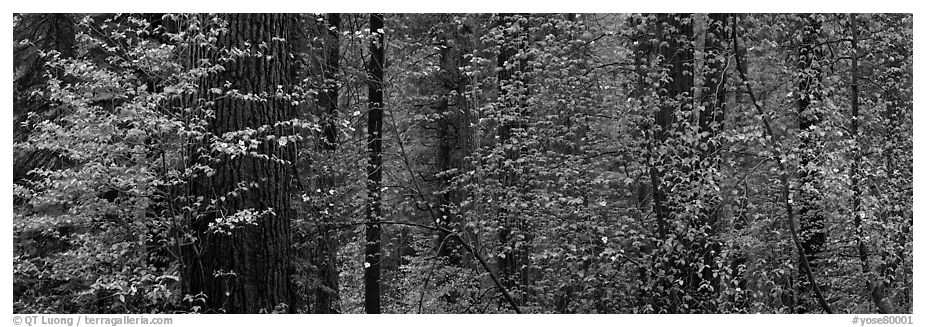 Forest with dogwood and flowers. Yosemite National Park (black and white)