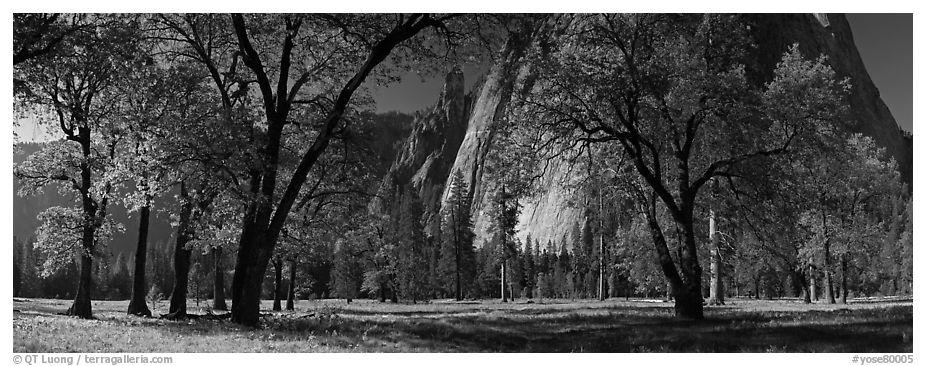 El Capitan Meadows, Black Oaks and Cathedral Rocks. Yosemite National Park (black and white)