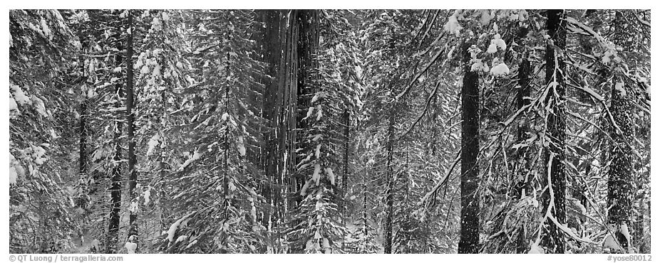 Tuolumne Grove in winter, mixed forest with snow. Yosemite National Park (black and white)