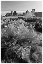 Shrub, cottonwoods and sandstone towers. Arches National Park, Utah, USA. (black and white)