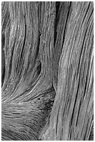 Detail of juniper bark. Arches National Park, Utah, USA. (black and white)