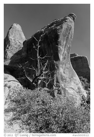 Juniper tree and fins. Arches National Park (black and white)
