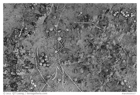 Close-up of Cryptobiotic crust with fallen berries. Arches National Park (black and white)