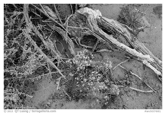 Ground close-up with wildflowers, roots, and rain marks in sand. Arches National Park (black and white)
