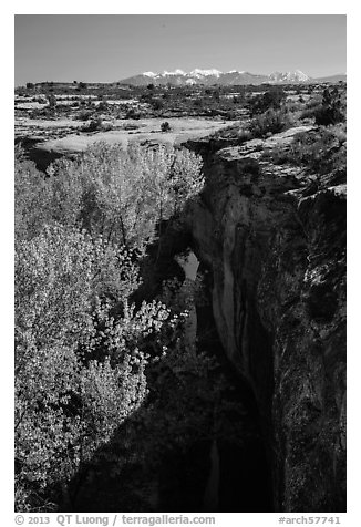 Cottonwood trees, Courthouse Wash creek and cliffs, La Sal mountains. Arches National Park (black and white)